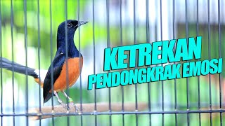 Murai Fighter KETREKAN pendongkrak EMOSI  shama bird [upl. by Manas42]