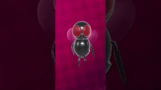 Housefly Dance 🪩shortsfeed shorts music dance [upl. by Aruasi874]