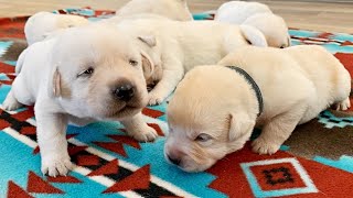 Labrador Puppies 14 Days Old [upl. by Hailat]