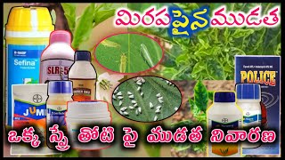 మిరపలో పై ముడుత నివారణ మందులు  Chilli leaf folding thrips attack  mirchi leaf curl disease control [upl. by Ainomar587]