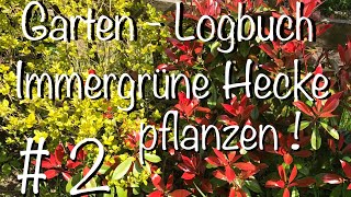 Garten – Logbuch  2 Immergrüne Hecke Pflanzen [upl. by Hedwiga]