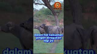 KERBAU AFRIKA faktaunik bull africa animals [upl. by Cilka779]