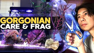 How to Frag amp Grow Gorgonian  Sea Fan 🌊 [upl. by Ennairoc]