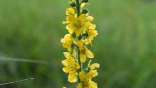 Agrimonia eupatoria 1mp4 [upl. by Hagan580]