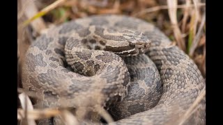 Eastern Massasauga Rattlesnake [upl. by Yoko]