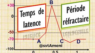 Questce que le temps de latence  Questce que la période réfractaire dun potentiel daction [upl. by Irmina]