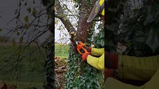 💡Comment retirer une branche sans éclater les fibres de larbre arboristjardinastucearbrevevor [upl. by Senhauser]