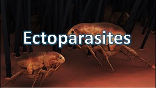 Ectoparasites  Ticks Mites Fleas Bugs Lice [upl. by Leanahtan]