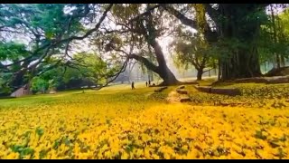 මල් පිපෙන කාලෙට පේරාදෙණිය  Flower season Peradeniya  Blooming pera [upl. by Bust]