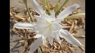 Giglio di mare  Pancratium maritimum  casaegiardinoit [upl. by Sirrot300]