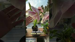 How To Stop Your Amaryllis From Falling Over  Genius Hack From Alaska [upl. by Repinuj]