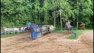 Play Heave  cavalo quarto de milha rosilho a venda [upl. by Aklim]