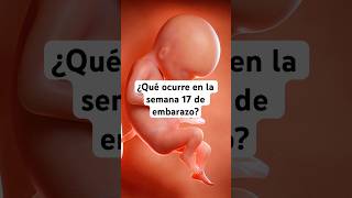 🤔 ¿Qué ocurre en la semana 17 de embarazo 🤰 Síntomas y desarrollo del bebé [upl. by Onidranreb]