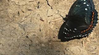 Poplar Admiral Limenitis populi male 2022 White Carpathians [upl. by Appolonia600]