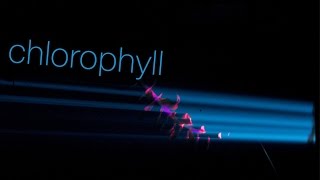 Kautsky effect Chlorophyll fluorescence under 405 nm laser excitation [upl. by Akima]