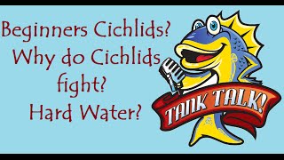 Why do Cichlids fight Beginners Cichlids Hard Water issues Tank Talk QandA 29 [upl. by Nibroc]