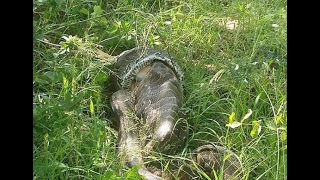 Python swallowing a whole Impala at AM Lodge in South Africa [upl. by Sobmalarah528]