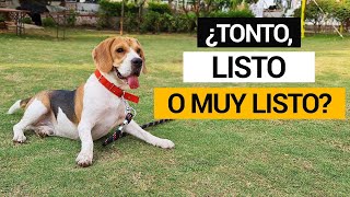 ¿Beagles tontos o inteligentes [upl. by Hersch]