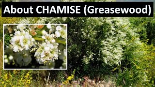 Chamise Greasewood Plant Adenostoma fasciculatum Los Padres National Forest [upl. by Horlacher]