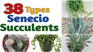 38 Types Senecio Succulent Plants [upl. by Airemaj]