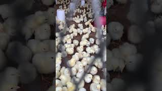 Broiler poultry Farm’s 10000 Chick’s 🐣🐣🐣🐣 youtubeshorts trendingshorts broilerpoultryfarm [upl. by Rawdon]