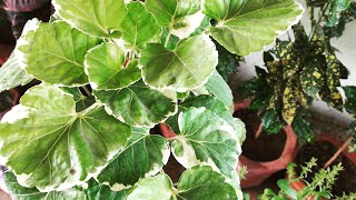 HOW TO GROW AND CARE ARALIA PLANT SUMMER SHADY PLANT [upl. by Delaine409]