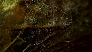 Mycelia Time Lapse [upl. by Allegna]