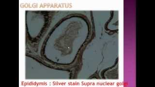 Oral Biology Histology slides for BUEmp4 [upl. by Whallon]