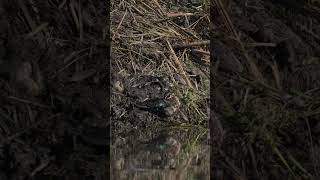 A North American Belted Kingfisher perches on a northern USA Beaver pond wildlife birds wetland [upl. by Kauffman790]