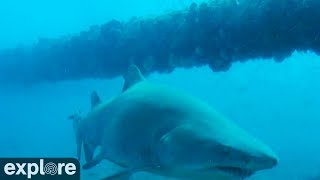 Shark Cruises by Frying Pan Cam [upl. by Shig]