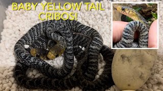 MY YELLOW TAIL CRIBOS HATCHED [upl. by Akinas]