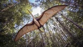 Pterodactyl Sighting in Illinois [upl. by Dammahum]