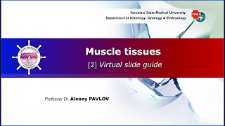 05 General histology Muscle tissues virtual slide guide [upl. by Jacobsohn]