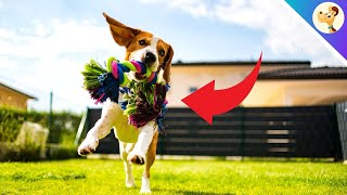 4 signs that your dog is overstimulated [upl. by Ahel]