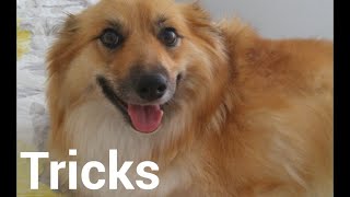 Icelandic Sheepdog Loves Tricks [upl. by Emearg]