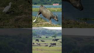 Trâu nước hoang dã  Tổ tiên của trâu nhà ngày nay buffalo animals vatv1412 wildwater [upl. by Druce]