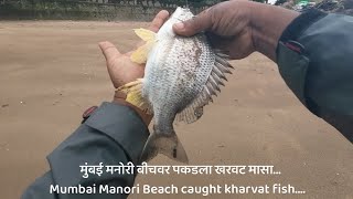 मुंबई मनोरी बीचवर पकडला खरवट मासा Mumbai MANORI BEACH caught KHARVAT fish [upl. by Tacklind]