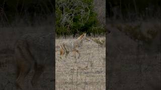 Coyote gets CLOSE foxpro coyote hunting shorts [upl. by Mcspadden616]