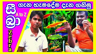 Zebra fish care sinhala  සීබ්‍රා ගැන හැමදේම දැන ගනිමු  fish tank sinhala  zebra  sinhala [upl. by Einnal30]