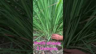 How to identify citronella and lemongrass shorts vblasico31 [upl. by Namrej]