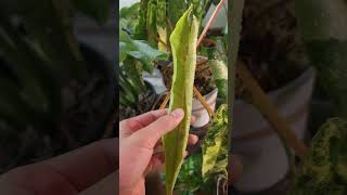 philodendron billietiae variegated unfurling philodendronbillietiaevariegated philodendron [upl. by Horner]