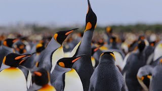 King Penguin Sounds and Noise at Colony  Animal Sounds [upl. by Eecrad]