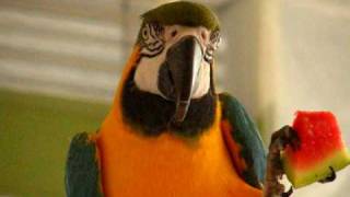 Hilarious Macaw Talking [upl. by Asnarepse]