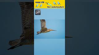 Bar tailed godwit bird 🐦😲😦😯😱facts realfactexpress ytshorts [upl. by Armallas210]