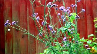 How to Grow Verbena from Last Years Flower Seeds [upl. by Anael351]