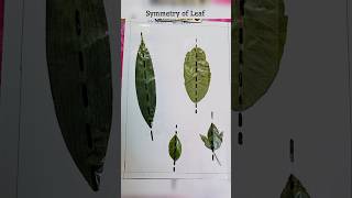 Symmetry of Leaf  Maths Activity mehekandkabir shorts youtubeshorts [upl. by Oiramel]