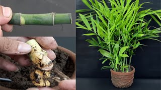 How to Grow Bamboo Palm plant from cuttings [upl. by Etteinotna]