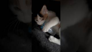 Je me fais cambrioler par un chaton agressif😬chat chaton catlover cats chatmignon chatsauvage [upl. by Hakon]