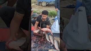 Amazing Fastet Katla Fish Cutting Live In Fish Market  Fish Cutting Skills [upl. by Auop62]