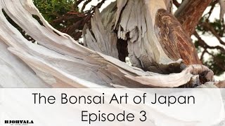 The Bonsai Art of Japan  Episode 3 [upl. by Ellwood130]